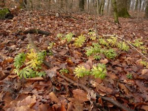 Galium odoratum- szagos müge (10)