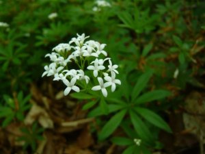 Galium odoratum- szagos müge (6)