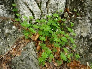 Galium odoratum- szagos müge (8)