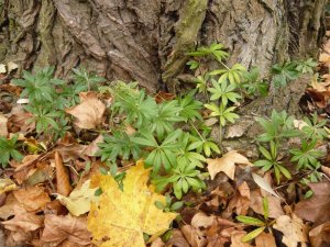 Galium odoratum- szagos müge (9)