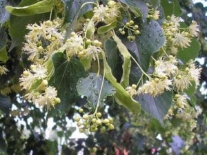 Tilia cordata- kislevelű hárs (1)