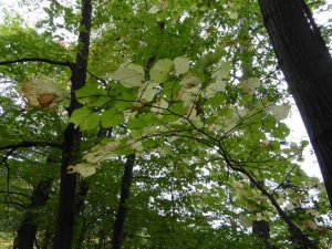 Tilia cordata- kislevelű hárs (5)