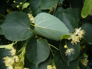 Tilia cordata- kislevelű hárs (7)