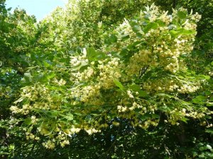 Tilia cordata- kislevelű hárs (8)