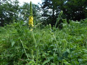 agrimonia eupatoria (4)