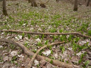 allium ursinum- medvehagyma (1)