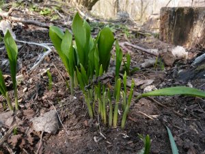 allium ursinum- medvehagyma (7)