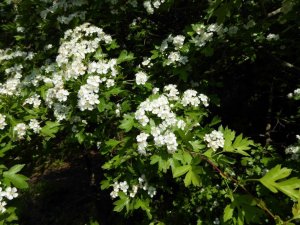 crataegus monogyna- galagonya (13)