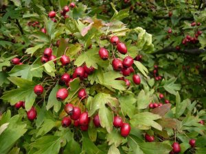 crataegus monogyna- galagonya (16)