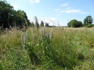 leonurus cardiaca- szúrós gyöngyajak (1)