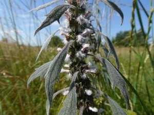 leonurus cardiaca- szúrós gyöngyajak (2)