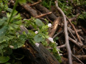 melissa officinalis- orvosi citromfű (7)