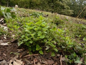 melissa officinalis- orvosi citromfű (9)