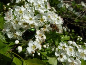 crataegus monogyna- galagonya (12)