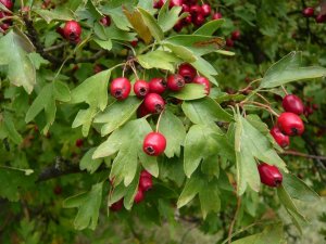 crataegus monogyna- galagonya (15)