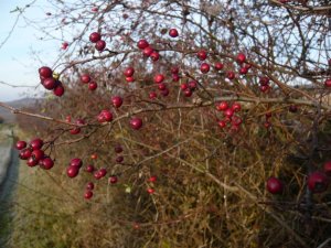 crataegus monogyna- galagonya (18)