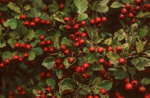 crataegus monogyna- galagonya (3)