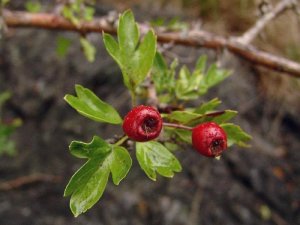 crataegus monogyna- galagonya (4)
